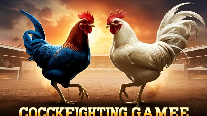Các loại hình đá gà phổ biến tại Kubet